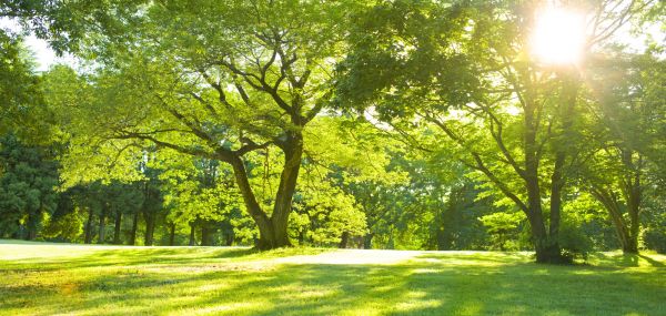 Tree Health Maintenance